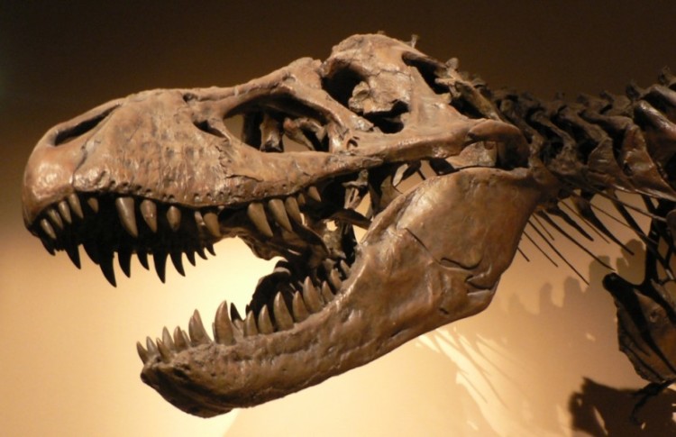 fosila-dinozaur-830x537