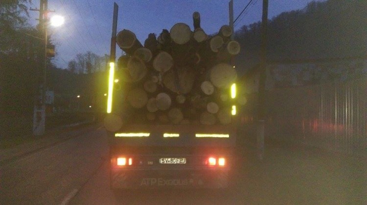 copaci confiscati