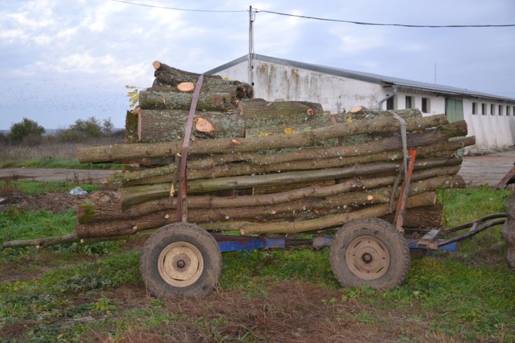 LEMNE CONFISCATE IANOVA
