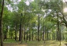 ADID şi CODRU, acţiune de împădurire în judeţul Timiş. Şi tu poţi să participi