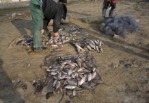 Bunuri provenite din braconaj piscicol scoase din apele Dunării