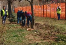 Spațiile verzi din Timișoara vor putea fi în sfârșit îngrijite. Primăria a semnat contractele cu două firme