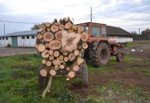 Aproape 150 de metri cubi de material lemnos confiscați și sancțiuni contravenționale în valoare de 38.000 de lei aplicate