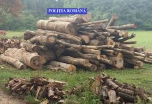 Lemn confiscat de poliţişti şi două amenzi „silvice”