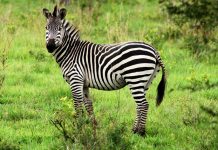 Au fost făcute publice rezultatele necropsiei zebrei de la ZOO Timișoara