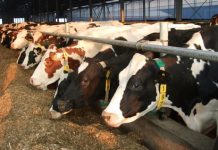 Ajutoare naționale tranzitorii şi scheme de sprijin cuplat pentru sectorul zootehnic