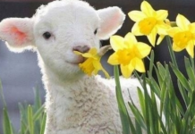 Luni, 7 martie începe Postul Paştelui! Ce nu ai voie să faci