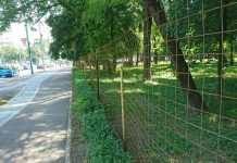 Peste 6 milioane de lei va investi primaria Timisoara in Parcul Central!