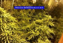 Captură uriaşă de cannabis! 2,5 tone de droguri au fost confiscate