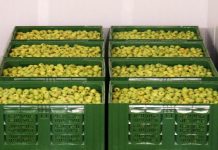 Investiția care a rămas în așteptare: Centrul de legume și fructe de la Tomnatic