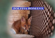 Braconieri, călcați de mascați! Ce au găsit polițiștii în locuințele suspecților?