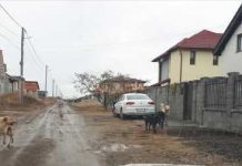 Mai mult caini fara stapan adunati de pe strazile Dumbravitei!