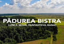 Festivalul CODRU, la final: câteva mii de copaci vor fi plantați aproape de Timișoara Pădurea Bistra va fi mai bogată cu 6000 de arbori