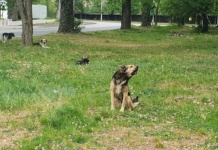Padurea Verde din Timisoara pustie de 1 Mai!