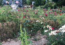 Număr foarte mare de terenuri cu ambrozie în Timișoara. Mesajul autorităților