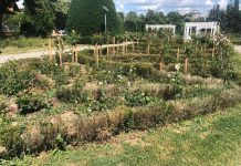 Marian Cucşa: “Administraţia Fritz cu ambrozie şi parcuri simbol în paragină!”