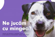 Fotbaliștii de la Poli susțin adopția câinilor fără stăpân! Va fi organizat un târg de adopții canine la stadion