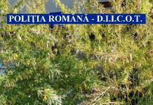 Prins cu o adevărată „plantație” de „iarbă” la el acasă