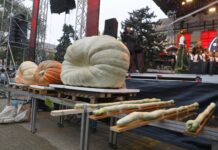 Festivalul anual al dovlecilor plăcintari din Kikinda, Serbia, editia a 37-a . Povestea unei ediţii de excepţie