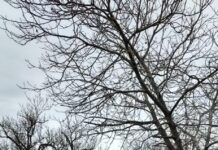 FOTO:Fratii Zifceak de la Maxagro fac praf toate drumurile din judetul Caras-Severin!