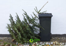 De săptămâna viitoare, se colectează brazii despodobiți la Timișoara. Graficul pe cartiere