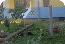 Timişorean, erou negativ într-o poveste cu câini! Amendat cu 12.000 de lei