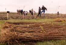 Zece mii de pomi plantaţi la Ionel după o frumoasă acţiune