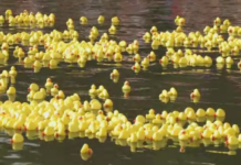 Se apropie Cursa Răţuştelor pe Bega