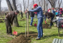 Hai la o plantare sâmbătă dimineața, pe strada Timocului. Se pregătește o nouă mini-pădure urbană