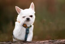 Autoritățile locale se apucă de adăpostul pentru câini și pisici. S-a scos la licitație realizarea documentației