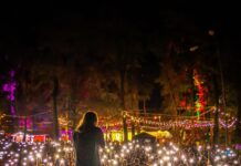 Începe CODRU Festival 2025: Goran Bregović, Akua Naru, Trio Mandili, Subcarpați, Irina Rimes, și alți zeci de artiști la Timișoara!