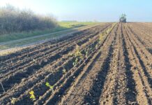 USV prin Facultatea de Inginerie și Tehnologii Aplicate finalizează o perdea forestieră de aproape 4 hectare care va proteja orașul