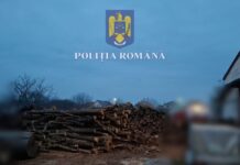 Percheziții la o grupare ce tăia ilegal arbori, în Timiș!