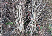 Gata pentru curăţenia de toamnă? Iată când va începe colectarea deșeurilor vegetale în Giroc și Chișoda