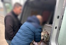 Trei câini erau ținuți în condiții greu de imaginat în Timișoara. Autoritățile i-au salvat