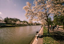 Timișoara, promovată ca o mică Japonie, cu patru trasee florale centrale