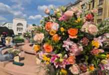 Decor de Timfloralis în centrul Timișoarei. Duminică e Alaiul Floriilor