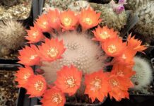 Expoziție de cactuși și bonsai la Bastionul Theresia, de vineri