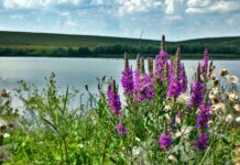 ABA Banat face selecția terenurilor pentru proiectul Land4Climate. Cum te poți înscrie