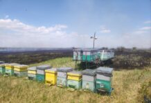 Stupi de albine salvaţi dintr-un incendiu de mirişte