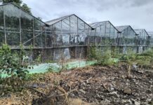 Ilie Sirbu: „Am cerut suspendarea temporară a Directorului Tehnic de la Horticultura”