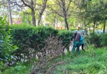 Ilie sîrbu: „Haos și pierderi la S.C. Horticultura S.A. Timișoara – cum a fost risipit patrimoniul verde al orașului”