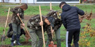 USVT: Creșterea suprafețelor împădurite prin înființarea perdelelor forestiere de protecție