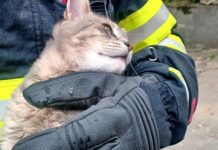 ISU Timiș, sute de misiuni în minivacanța de Paște! Iată bilanțul