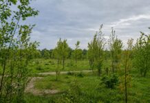 USVT a finalizat proiectul PNRR pentru înființarea primei păduri urbane din Timișoara