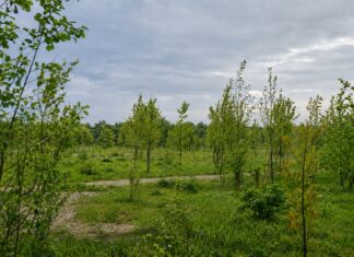 USVT a finalizat proiectul PNRR pentru înființarea primei păduri urbane din Timișoara